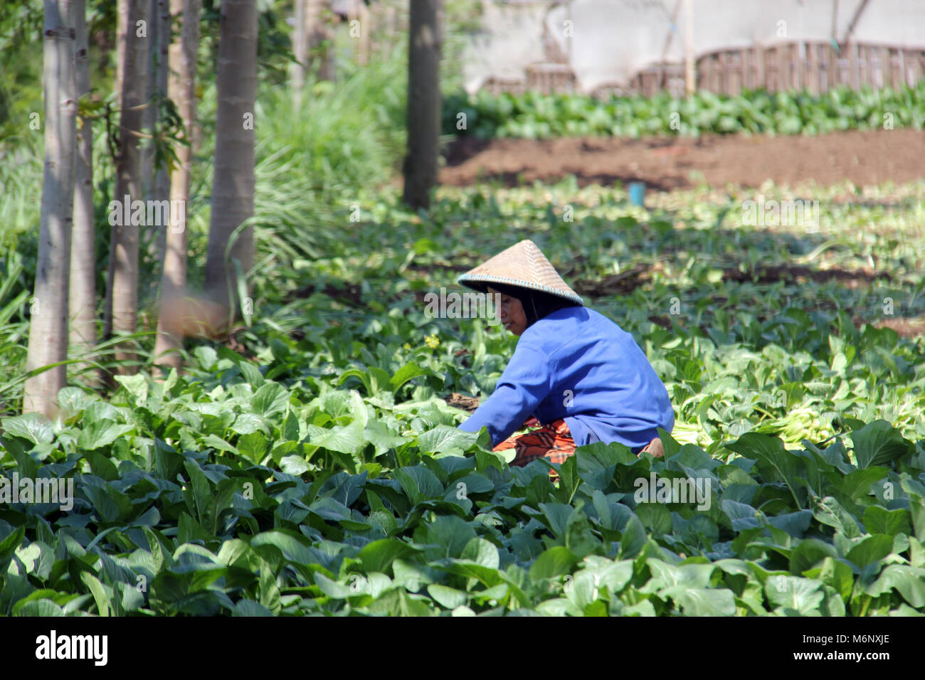 Les agriculteurs récoltent les légumes dans Beleendah, Bandung, Java ouest, Indonésie. Banque D'Images