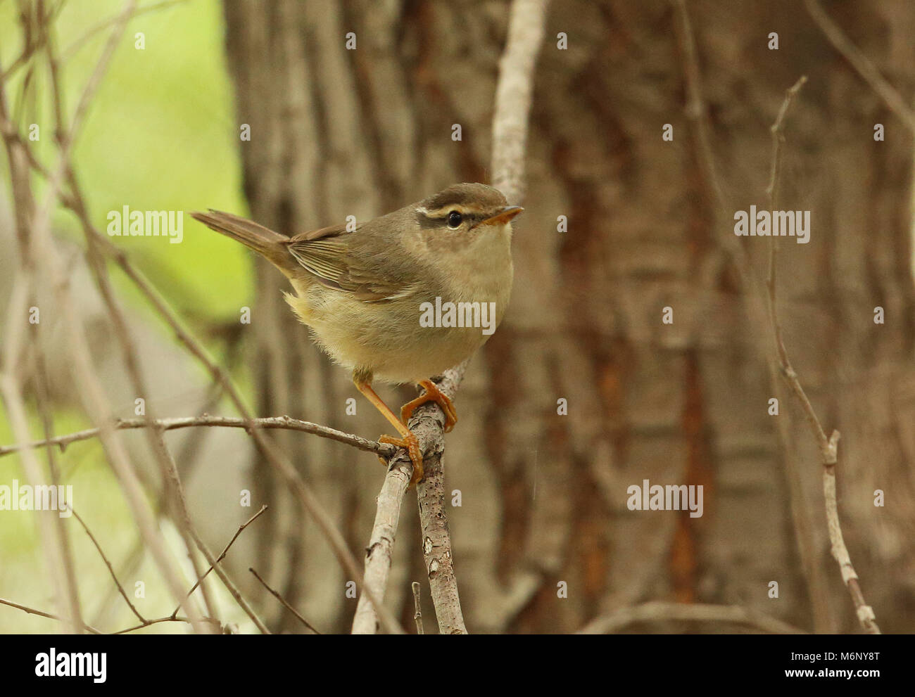 La Paruline de Radde (Phylloscopus schwarzi) adulte perché sur Branch, la Chine peut Hebei Banque D'Images