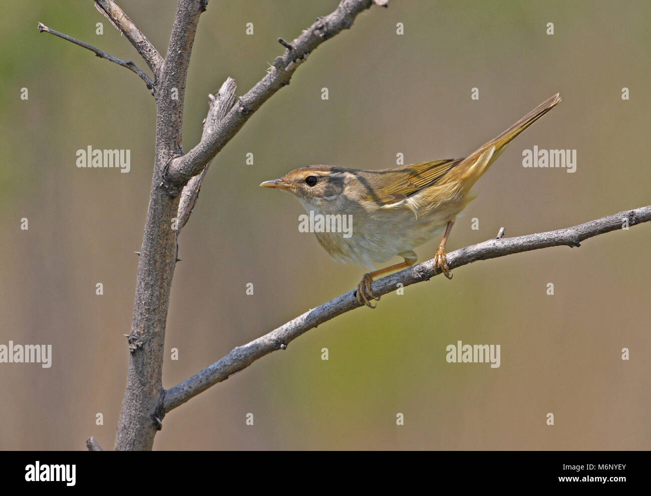 La Paruline de Radde (Phylloscopus schwarzi) adulte perché sur twig Hebei, Chine mai Banque D'Images