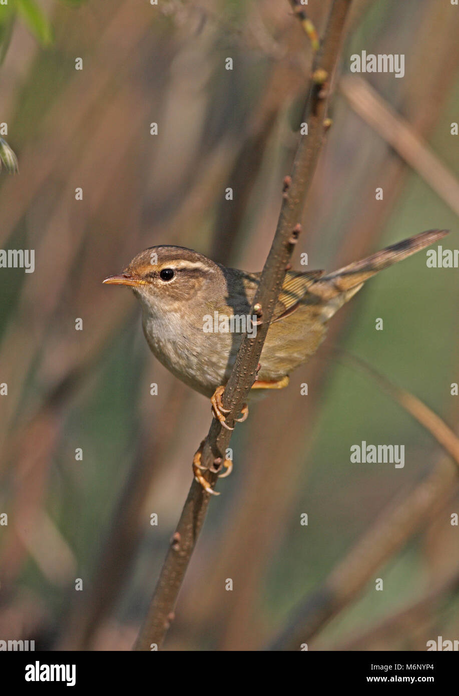 La Paruline de Radde (Phylloscopus schwarzi) adulte perché sur twig Hebei, Chine mai Banque D'Images