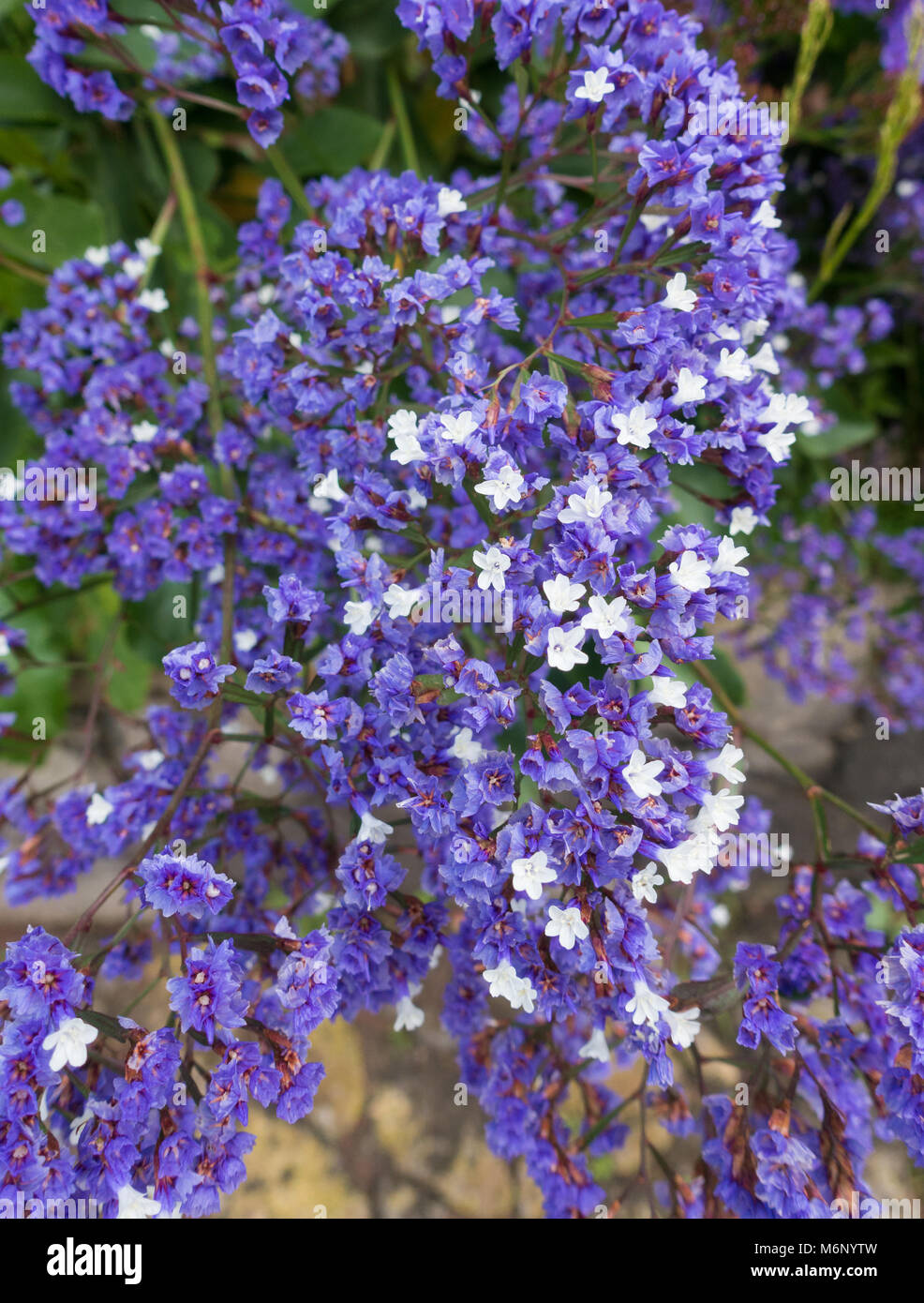 Limonium Sventenii est une plante ne se trouve que sur Gran Canaria dans les îles Canaries. Espagne Banque D'Images Limonium Sventenii est une plante ne se trouve que sur Gran Canaria dans les îles Canaries. Espagne Banque D'Images