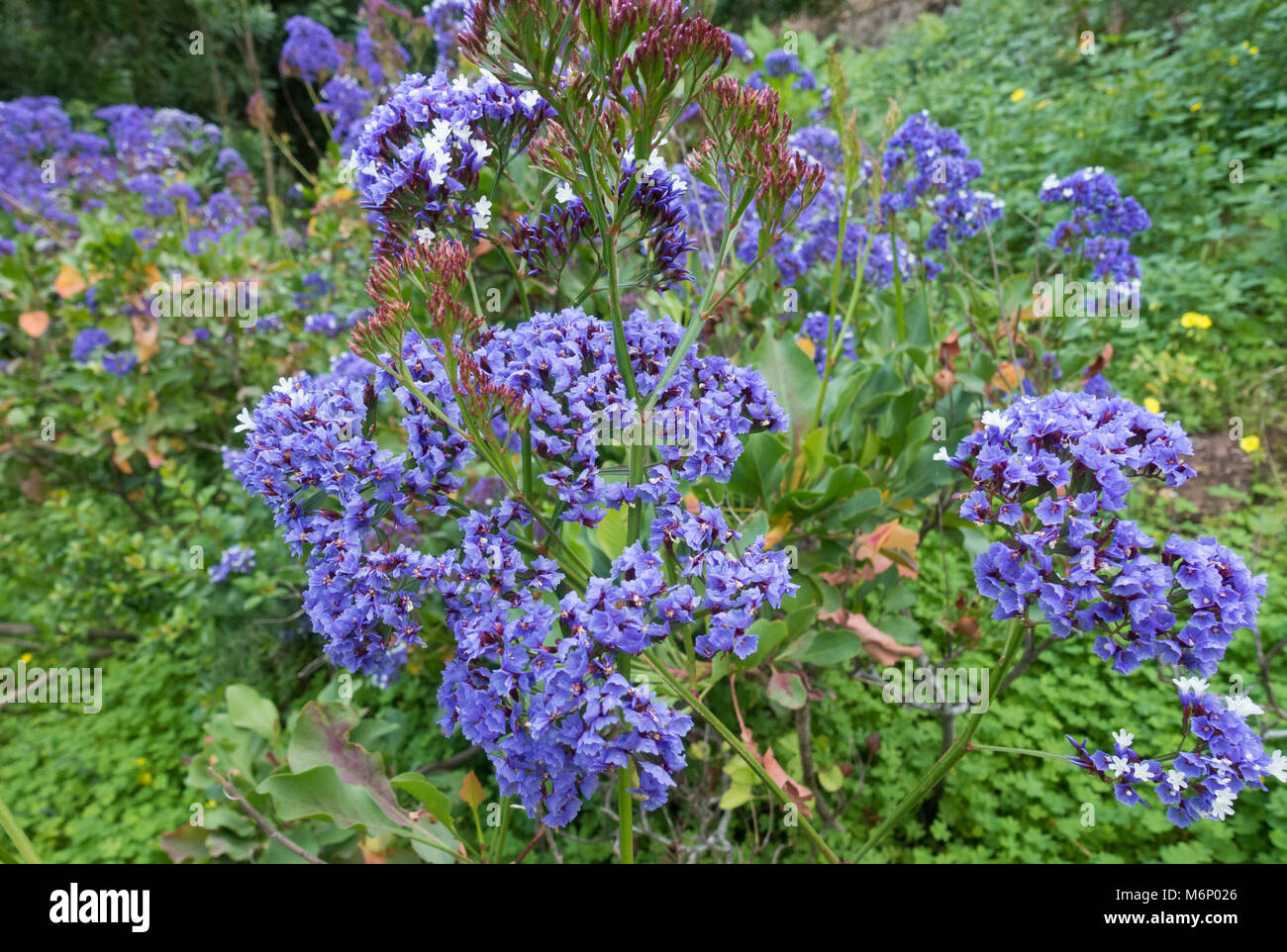 Limonium Sventenii est une plante ne se trouve que sur Gran Canaria dans les îles Canaries. Espagne Banque D'Images