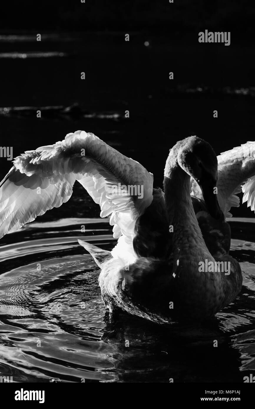 Les jeunes swan baigne dans la lumière de soleil sur Clumber Park Lake Banque D'Images