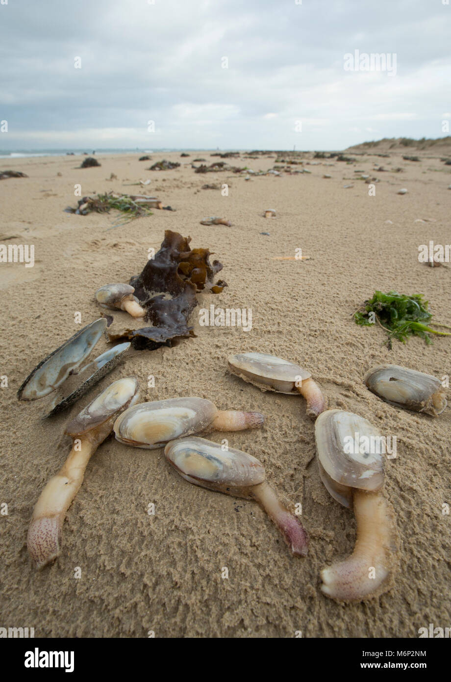 La loutre commune morts ou mourants qui ont été lavées de myes à terre après le temps de gel de 1 à 4 mars 2018. Studland Bay, Shell Dorset UK 5 mars 2018. Banque D'Images