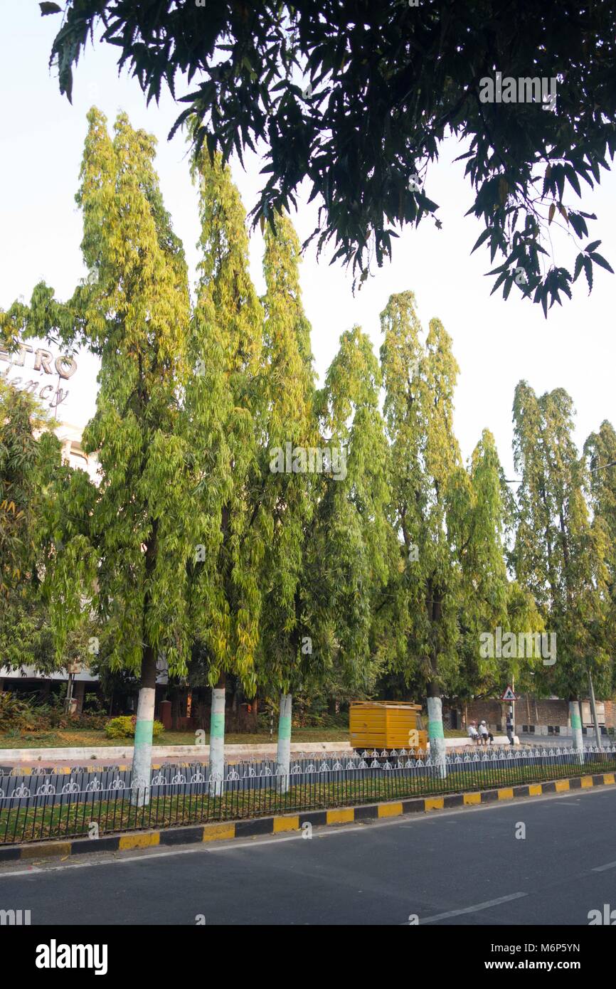 Polyalthia longifolia, Ashoka originaire de l'Inde, est un arbre à feuilles persistantes, souvent planté en raison de son efficacité dans la réduction de la pollution par le bruit Banque D'Images