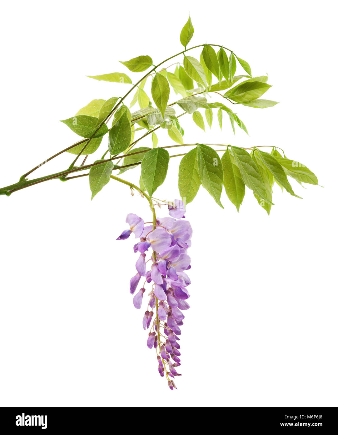 Direction générale de la glycine avec fleurs isolated on white Banque D'Images