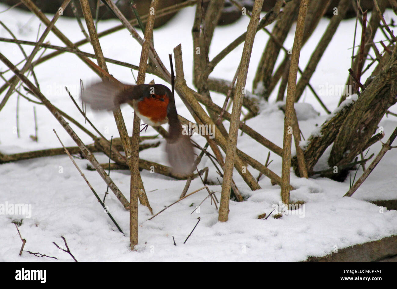 Robin dans un jardin anglais couvertes de neige Banque D'Images