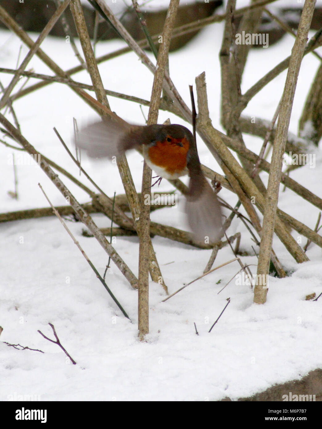 Robin dans un jardin anglais couvertes de neige Banque D'Images