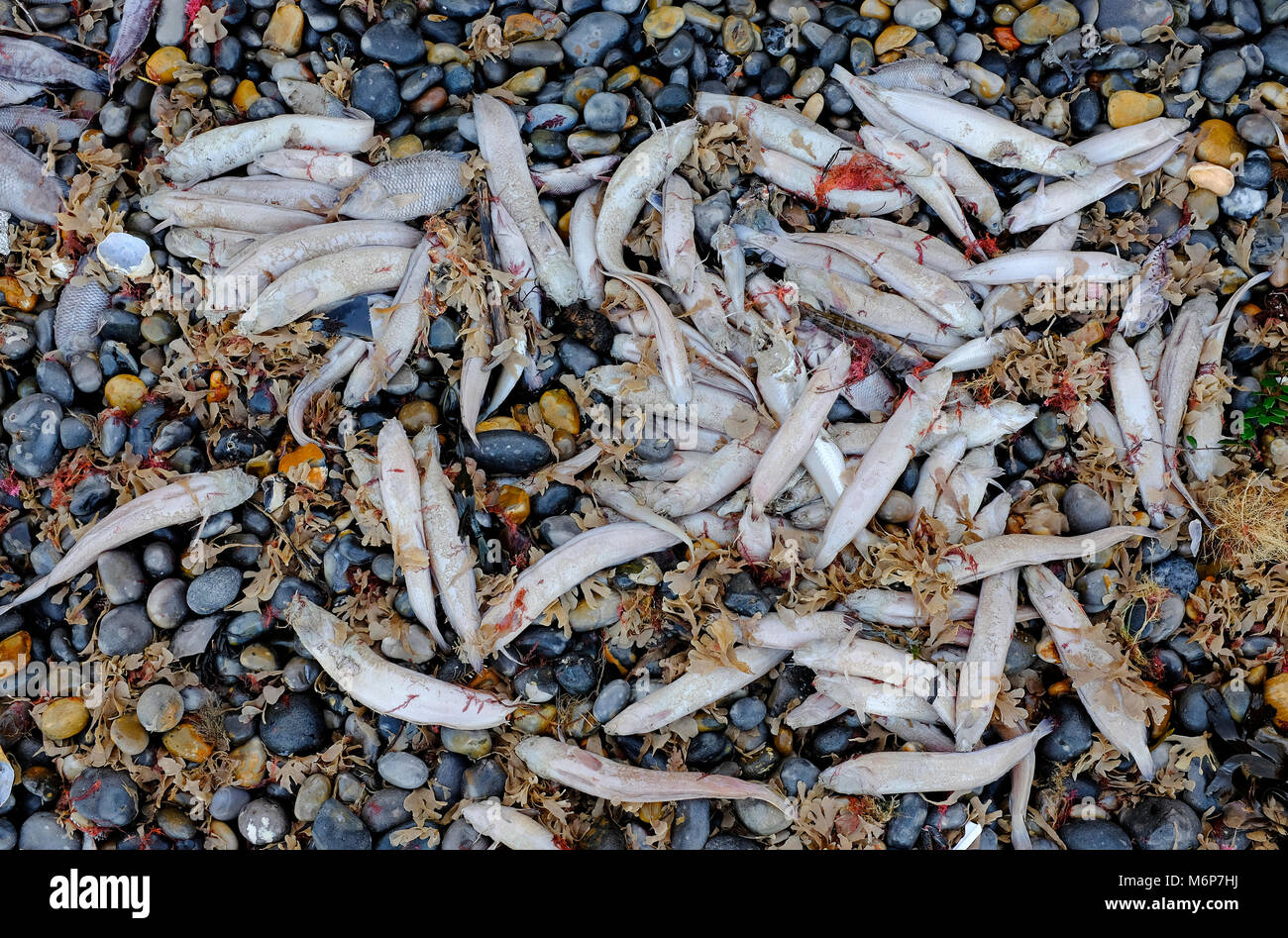 Des centaines de poissons morts échoués sur la plage de Sheringham, North Norfolk, Angleterre Banque D'Images