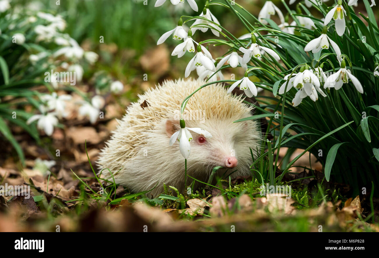 Indigènes, sauvages albinos européen hérisson. Un vrai rose albinos ...