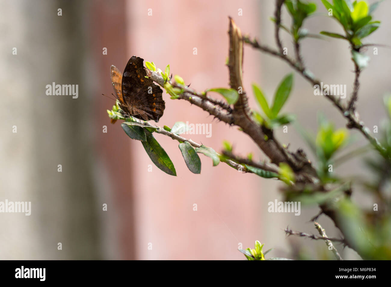 Un papillon brun perché sur une plante Banque D'Images