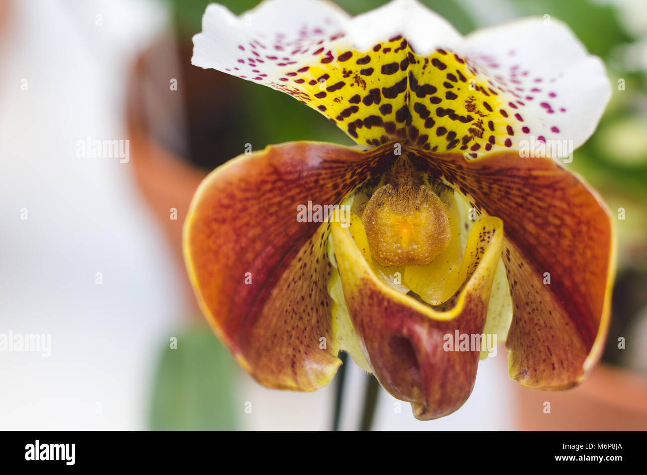 Une orchidée colorée Banque D'Images