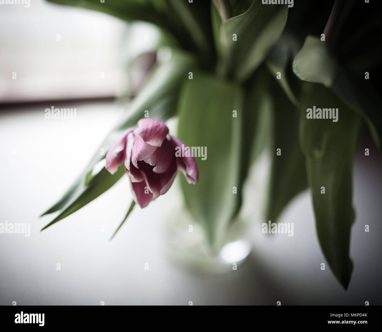 Tulipe rose dans un vase à côté d'une fenêtre, avec un éclairage tamisé et une faible profondeur de champ. Banque D'Images