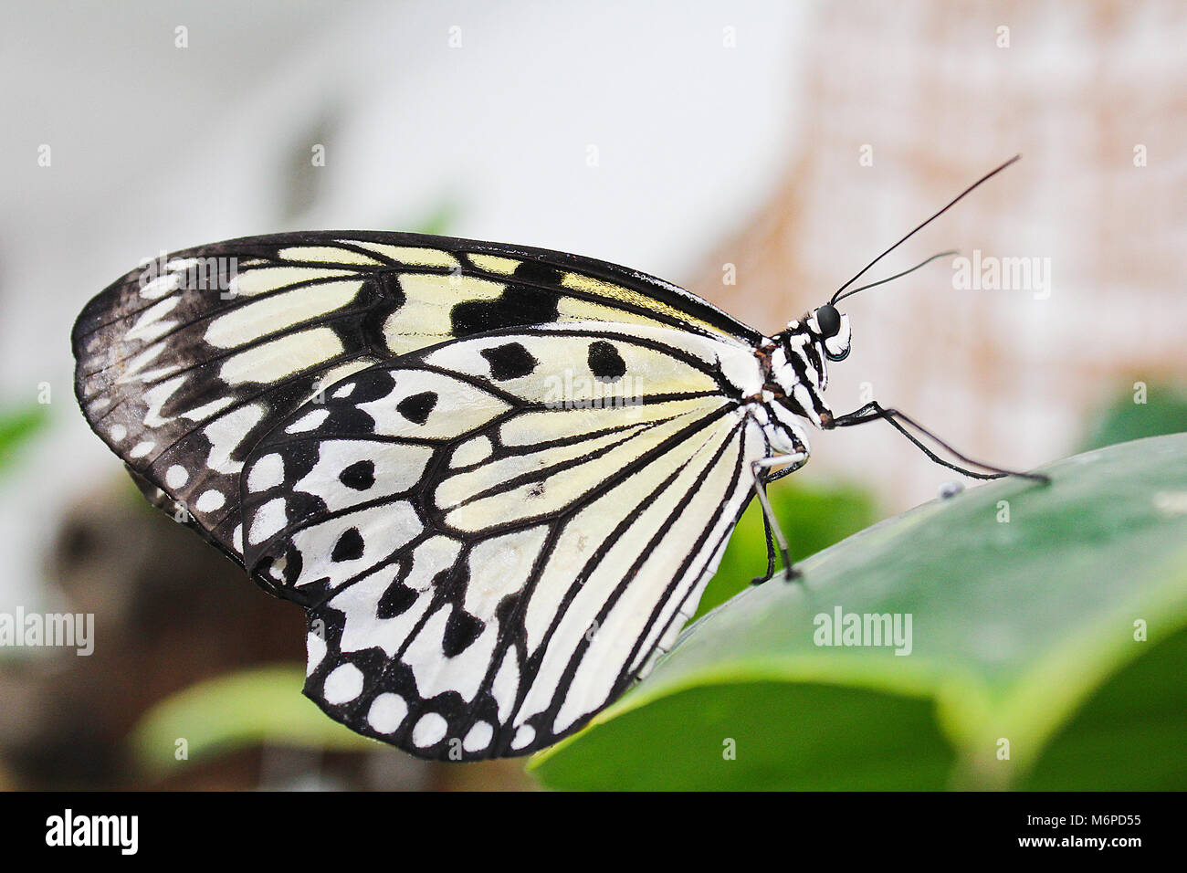 Big White butterfly article sur feuille verte Banque D'Images