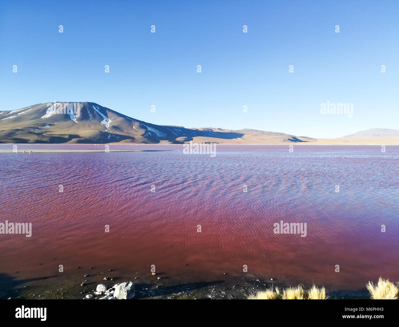 La Laguna Colorada aménage, la Bolivie. Beau panorama de la Bolivie. Lagune d'eau rouge Banque D'Images