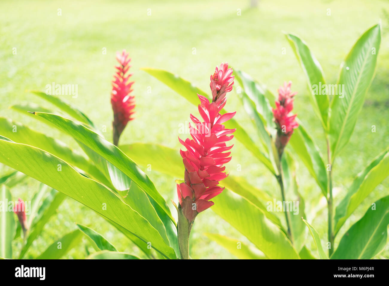 Une nature magnifique arrière-plan. Close up red ginger flowers avec green grass field (Alpinia purpurata) Banque D'Images