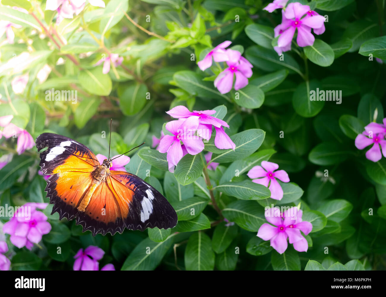 Papillon sur fleur jardin pendant l'été au Parc des Papillons. Butterfly se nourrissant de nectar des fleurs. Hypolimnas bolina Banque D'Images