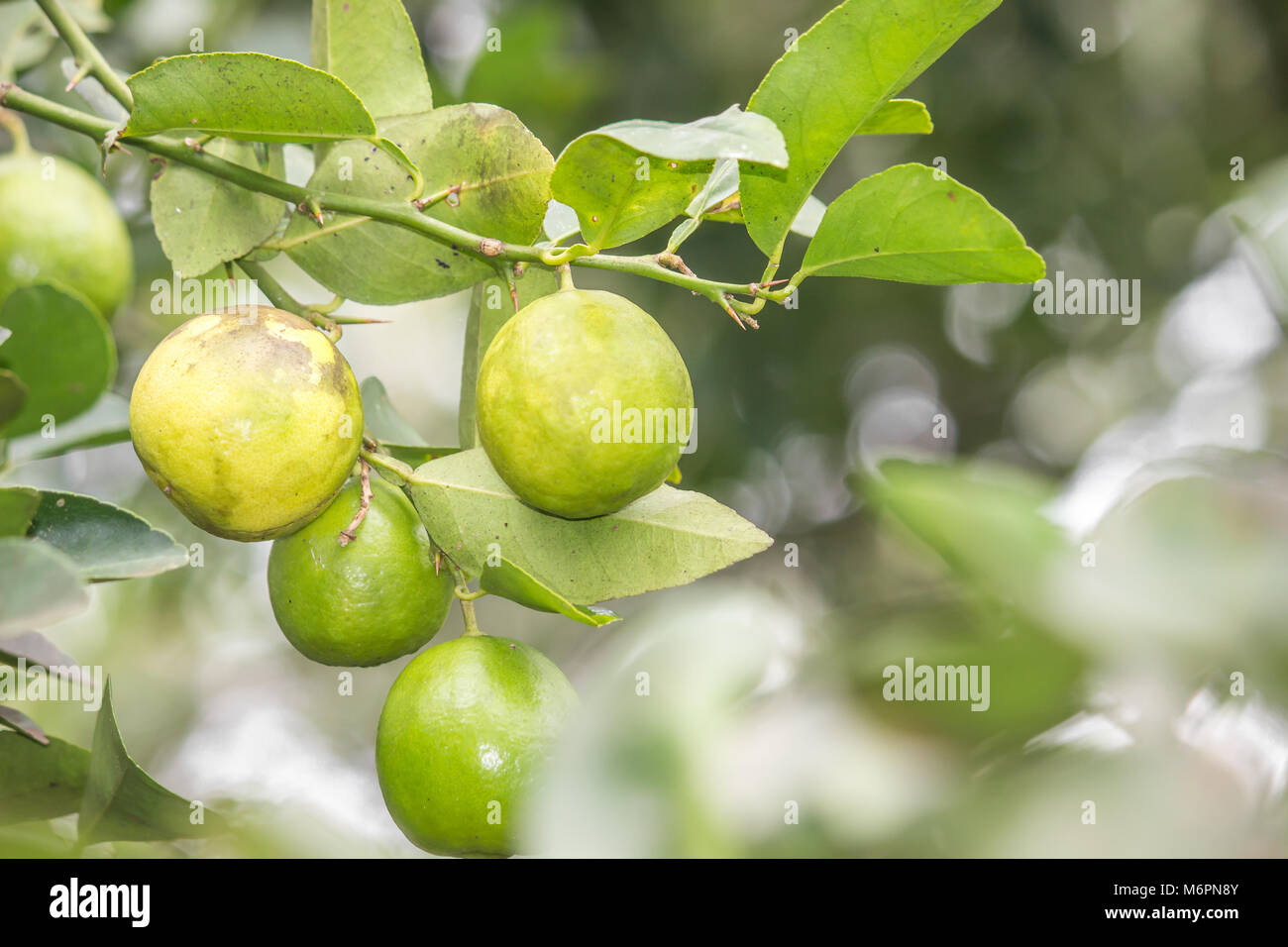 Limão fruta fornece vitamina C entre autres. O ácido acide ascorbique, Felices fiestas a todos que da Nossa imunidade frente às Doenças e o minéral potássio que evita câimbras Banque D'Images