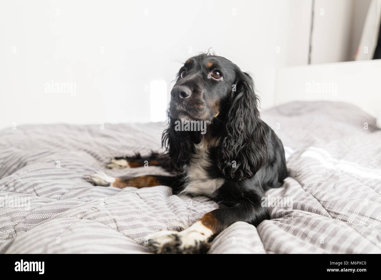 Chien Épagneul noir sur gris manteau décoratif textile et des oreillers pour un style scandinave lit dans la chambre ou à l'hôtel. Animaux domestiques bienvenus concept. Banque D'Images