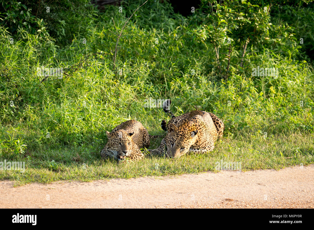 L'Afrique sauvage léopards. Un couple de léopards. Les léopards sri-lankais, Panthera pardus kotiya, grand félin tacheté. Banque D'Images