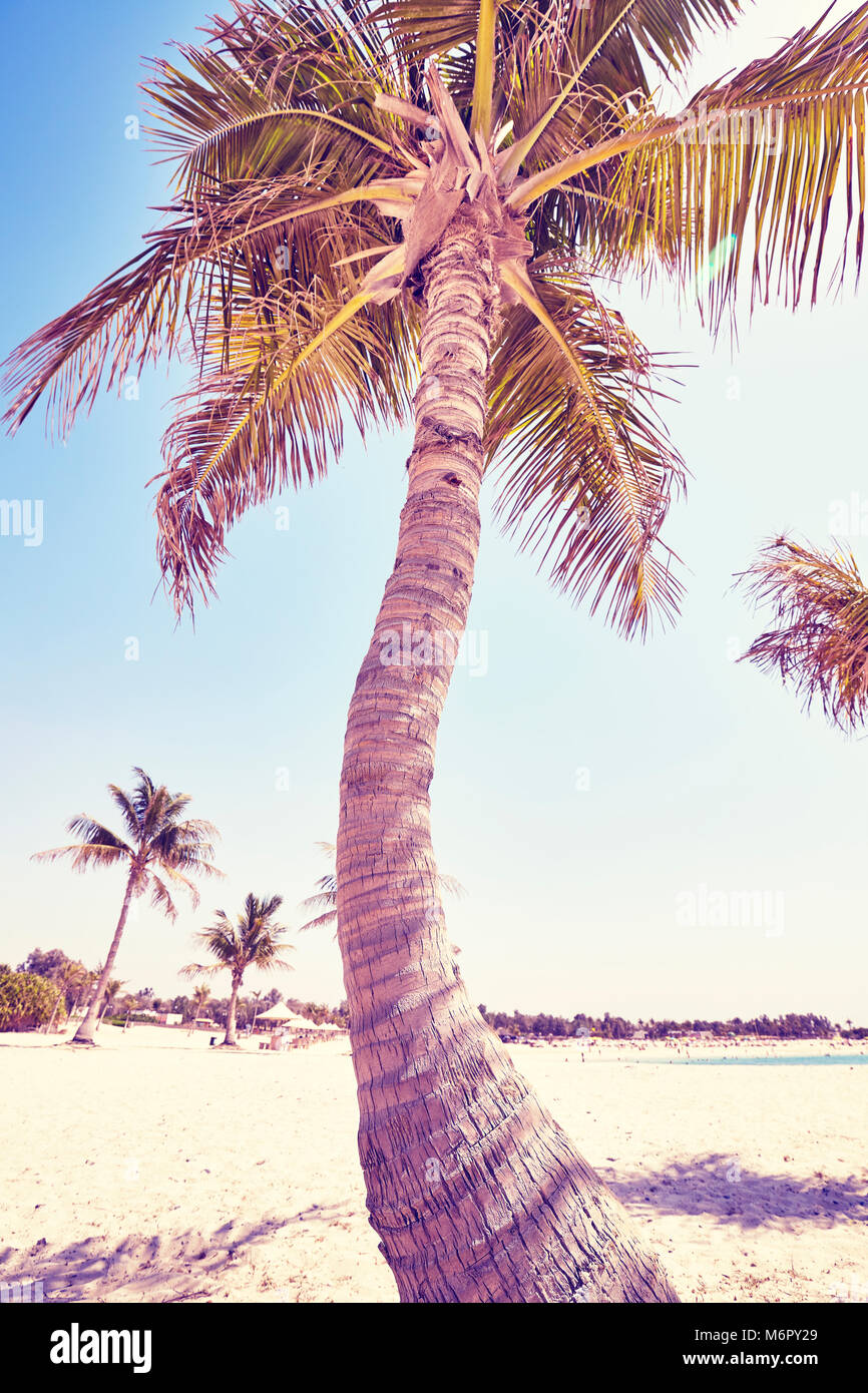 Close Up Tons Vintage Photo De Cocotier Sur Une Plage Des Vacances D Concept Photo Stock Alamy
