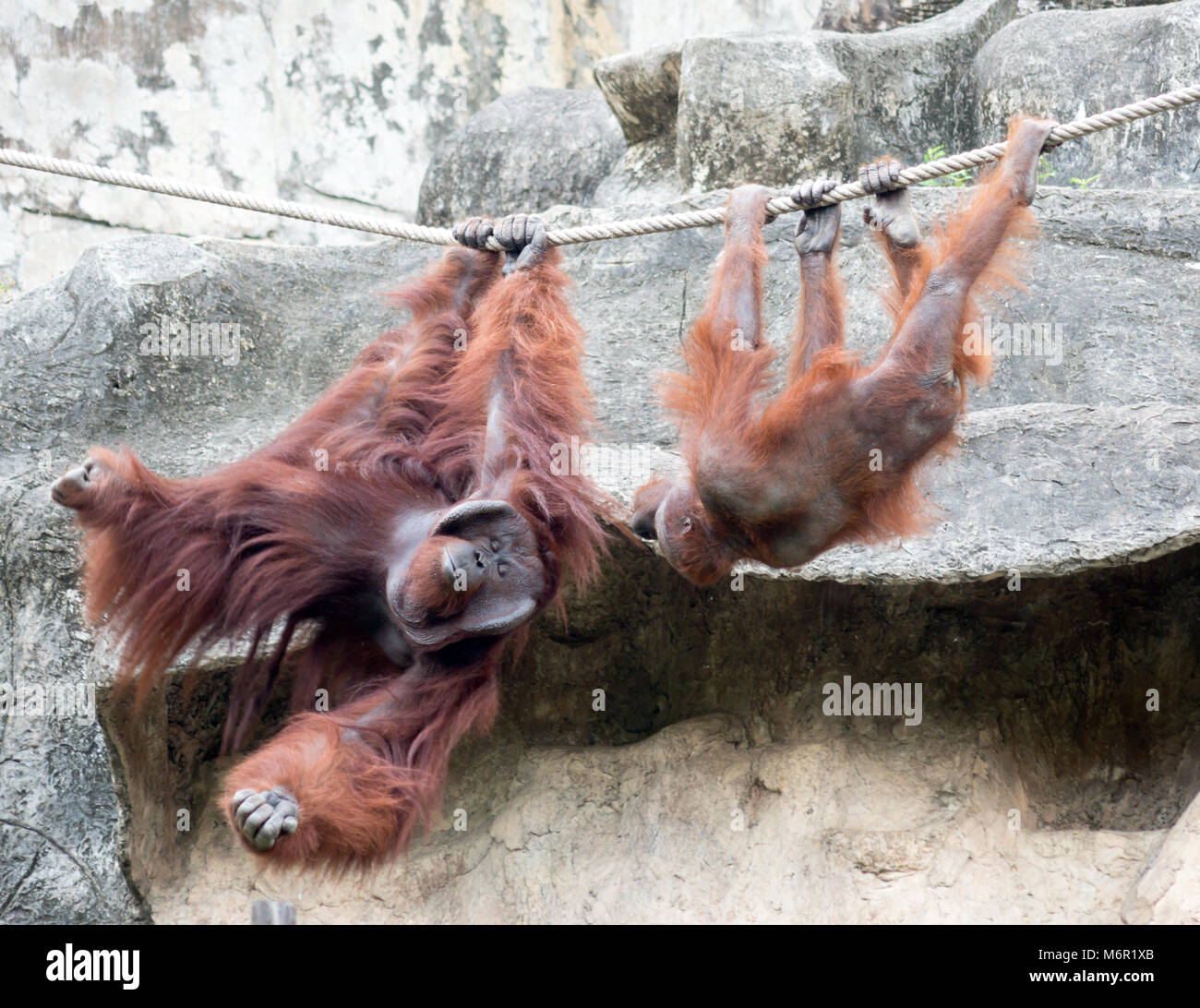 Paire d'orangutangs sur une corde Banque D'Images