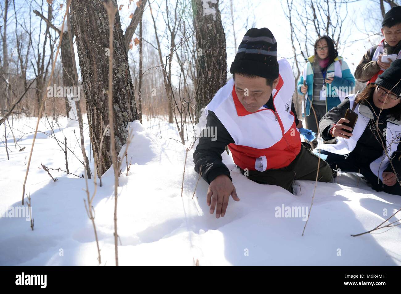 Shanghai, Chine, province de Heilongjiang. 5Th Mar, 2018. La conservation du tigre experts examinent l'empreinte d'un animal sauvage au cours d'un tigre de Sibérie dans concours compétences conservation Suifenhe, au nord-est de la province de la Chine, le 5 mars 2018. Vingt équipes de conservation du tigre de Chine et la Russie avait participé au concours à des événements dont la faune sauvage, de l'application de la loi du détachement de piège, mise en place et le débogage des caméras infrarouge, ainsi que l'enregistrement de maintien de l'environnement de l'habitat. Credit : Wang Kai/Xinhua/Alamy Live News Banque D'Images
