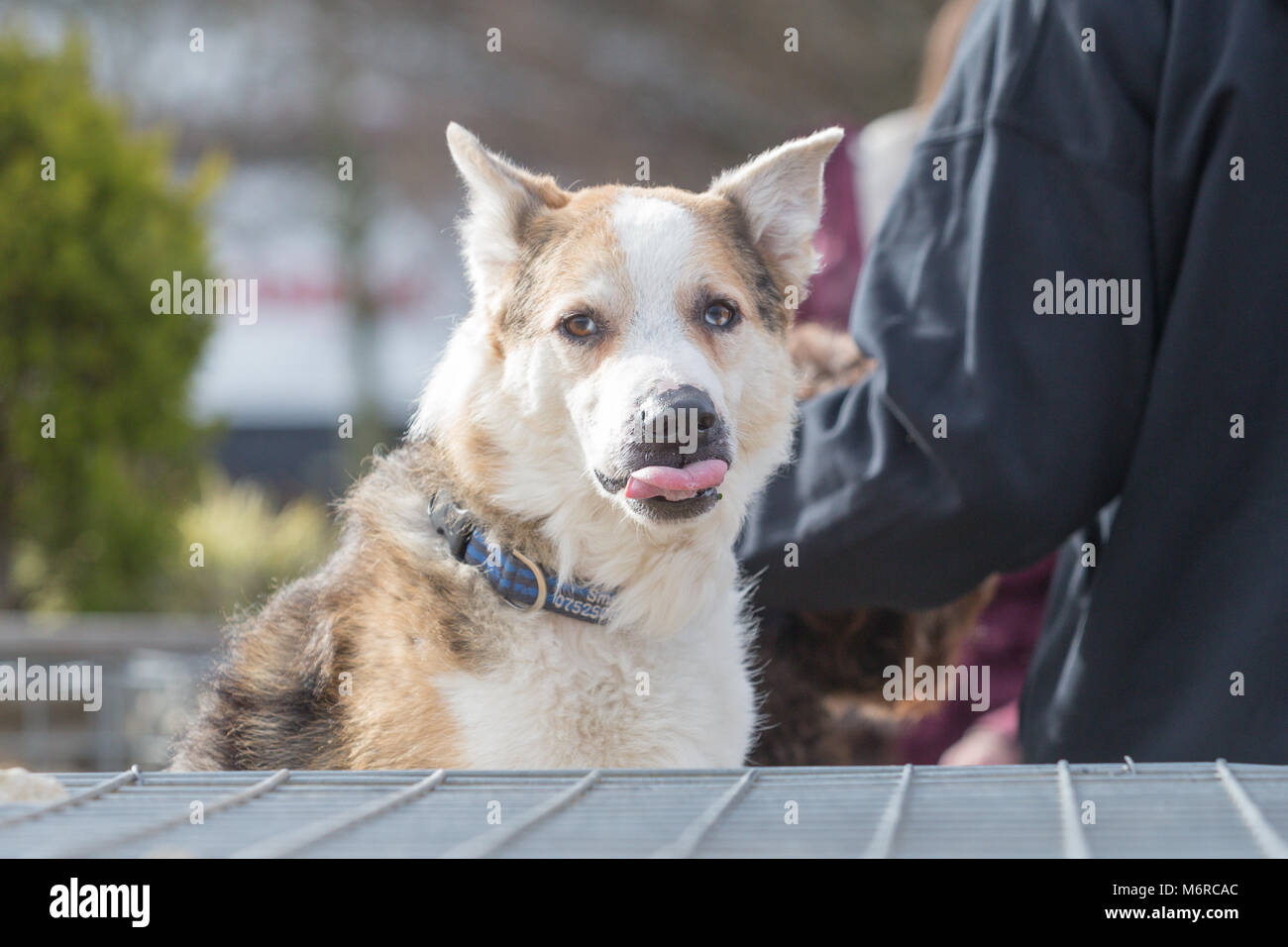 Border Collie et berger allemand chien de race croisée Banque D'Images