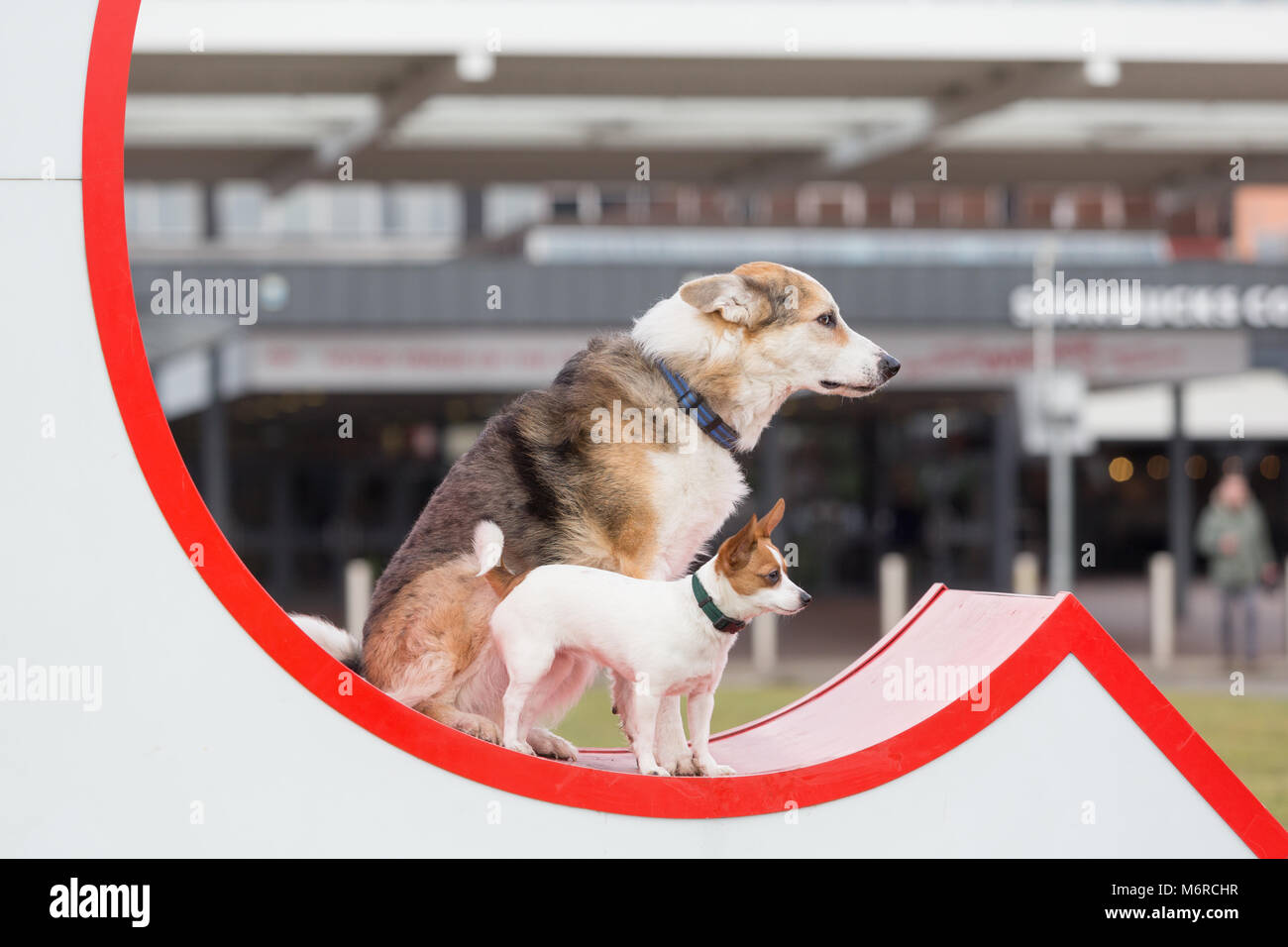 Berger allemand border collie cross, et un papillon et Jack Russell race croisée, Banque D'Images