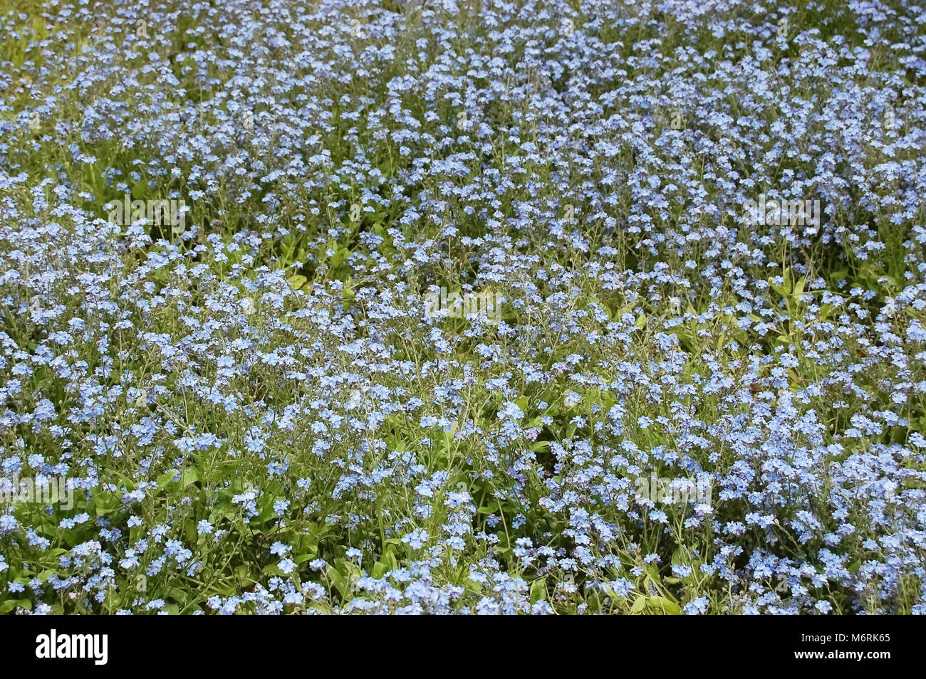 Bleu floraison forget-me-not fleurs dans un pré. Banque D'Images
