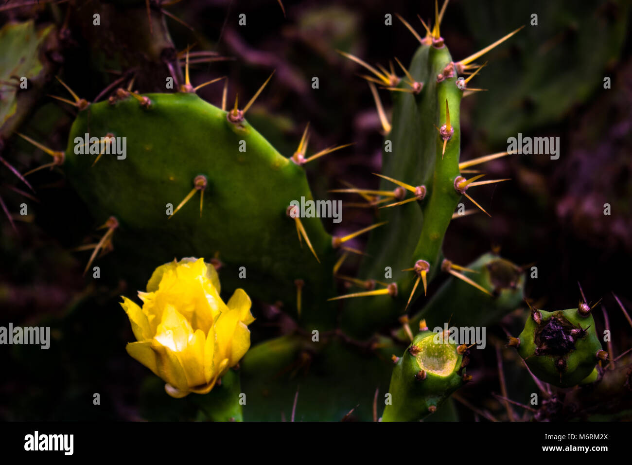 Cactus - Plantes uniques Banque D'Images