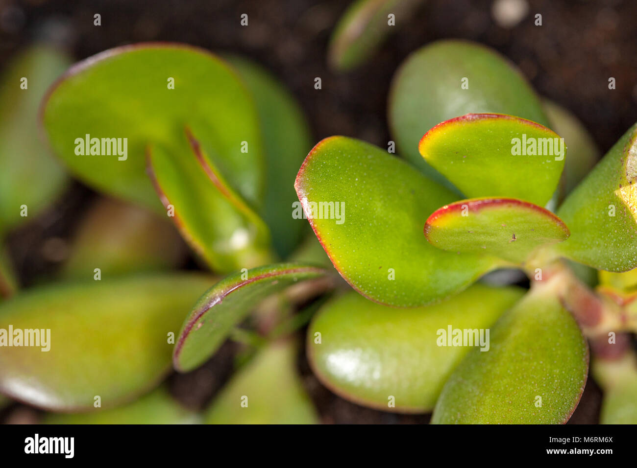 L'argent, l'usine Paradisträd (Crassula ovata) Banque D'Images