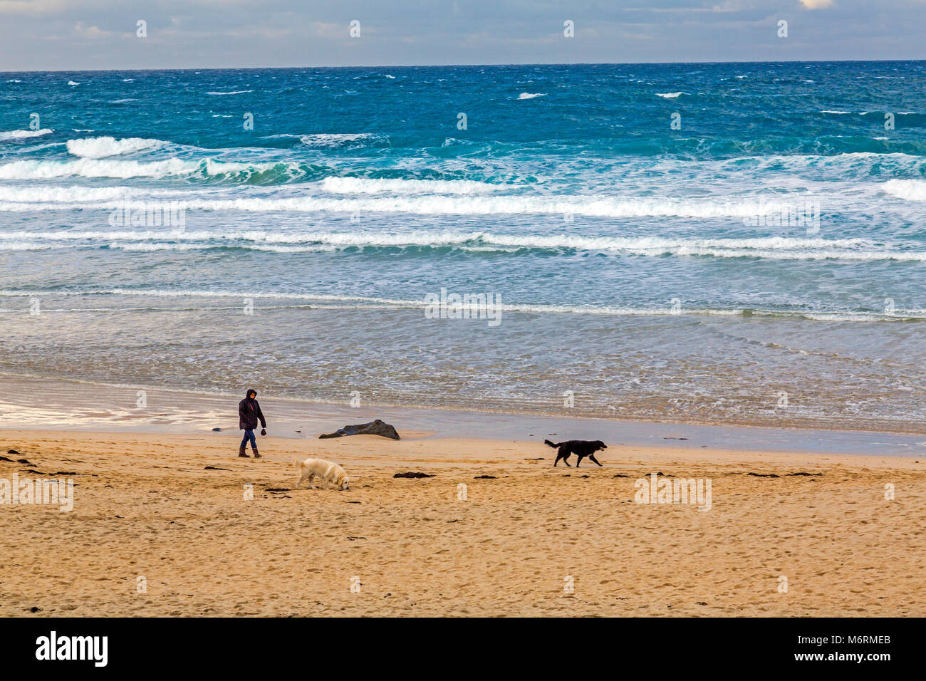 Une dame dog walker l'exercice de ses chiens sur une plage de Porthmeor à St Ives, Cornwall, England, UK Banque D'Images