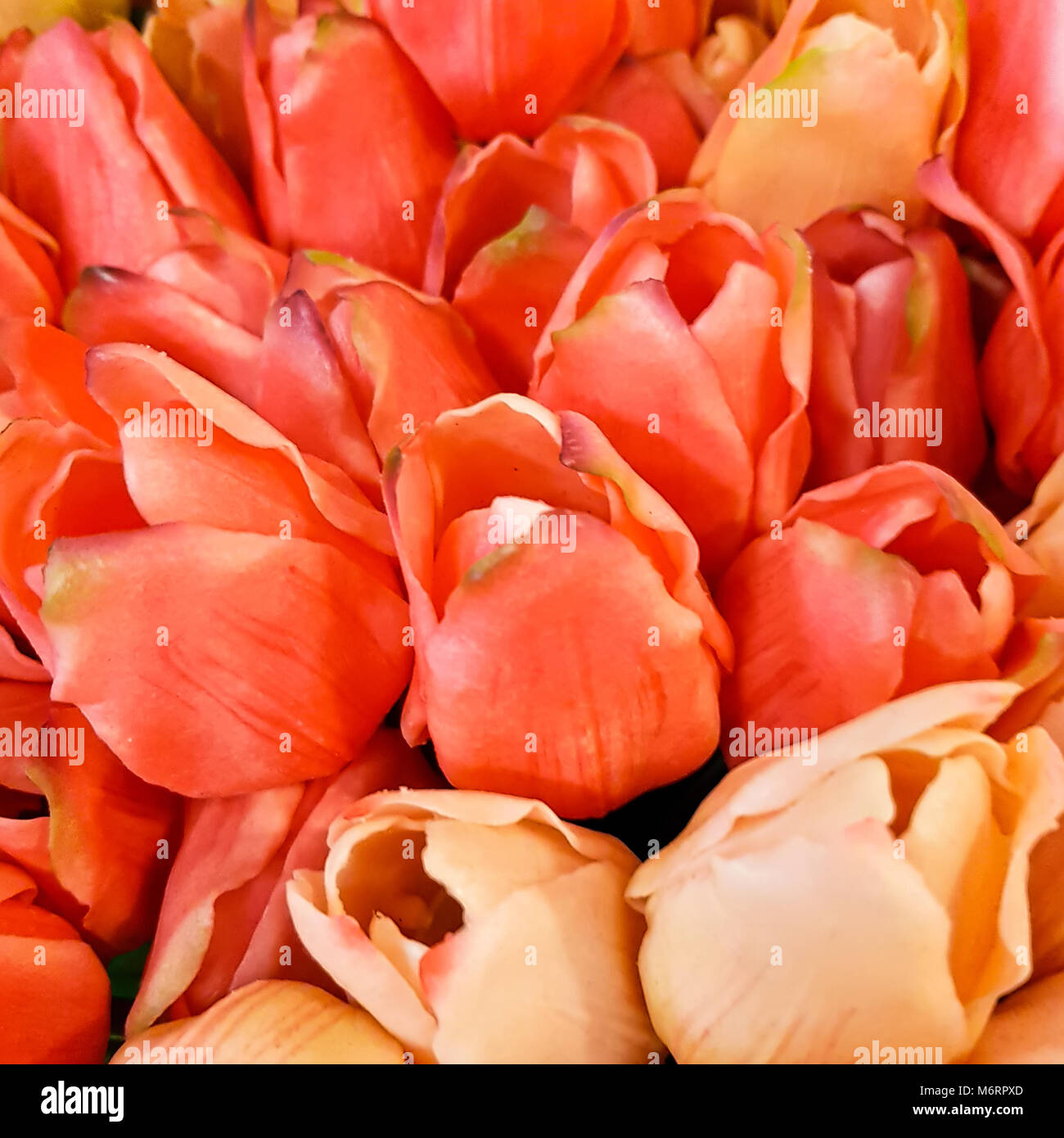 AMSTERDAM, jan 2018 - bouquets de tulipes dans libre, pêche, rose, rouge Banque D'Images