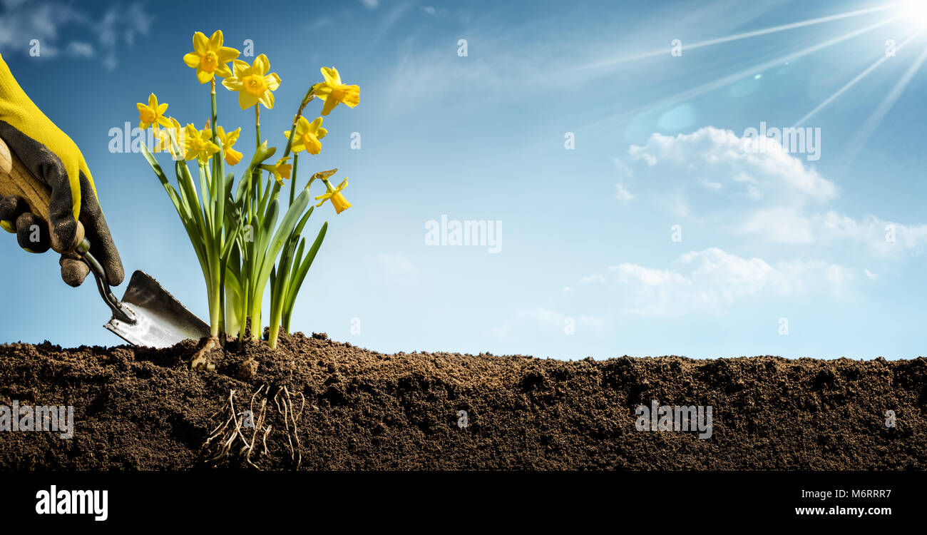 La plantation de fleurs dans les mains des jardiniers jardin Banque D'Images