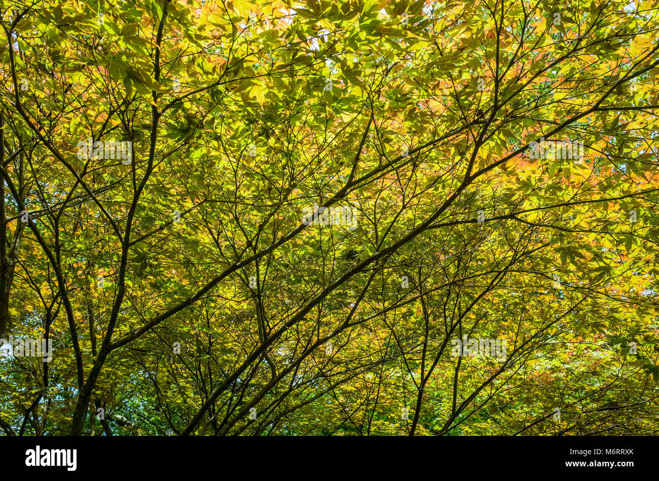 Japanese Maple Acer palmatum - les nouvelles feuilles au printemps Banque D'Images