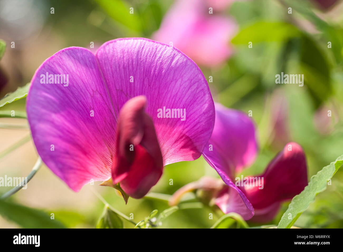 Broad-Leaved - Lathyrus latifolius Pois éternelle Banque D'Images