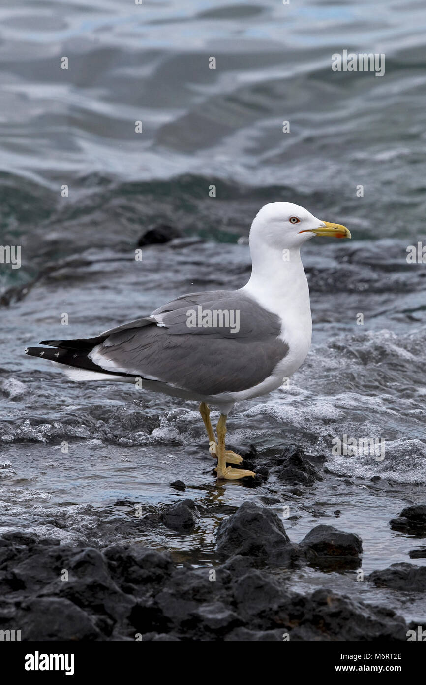 Yellow-legged Gull (Larus michahellis atlantis) Banque D'Images