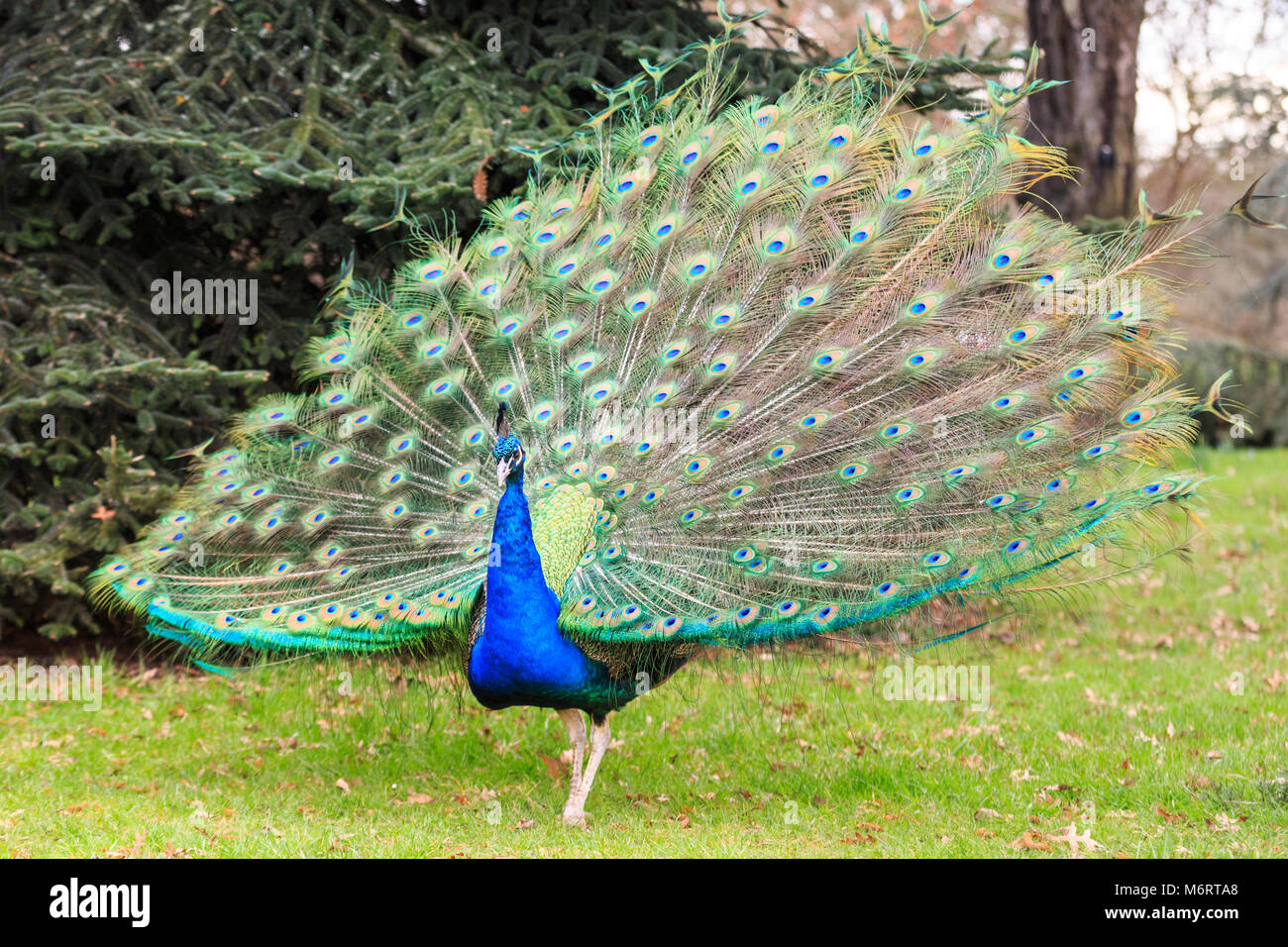 Peacock, paons mâle () de l'ampleur et l'ouverture de ses plumes pour un plein écran en plumes dans un parc Banque D'Images