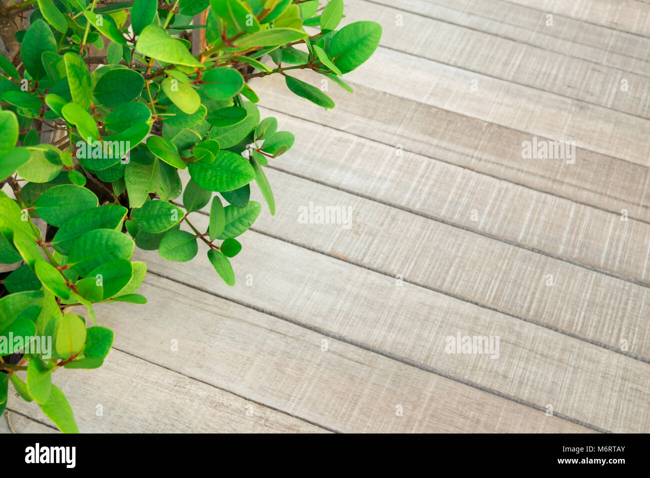 Feuille verte avec la texture, la planche en bois dans le jardin Banque D'Images