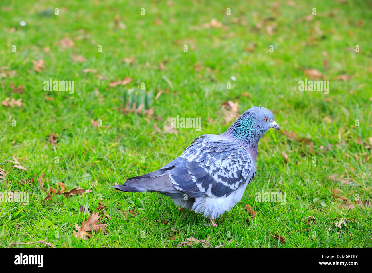 Ou le pigeon le pigeon biset (Columba livia), feral, waling dans l'herbe, Royaume-Uni, Europe Banque D'Images