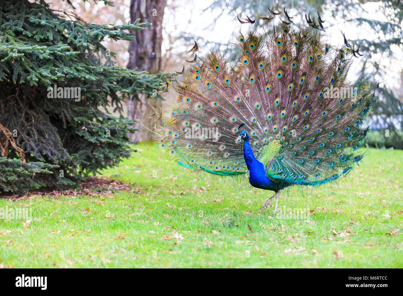 Peacock, paons mâle () de l'ampleur et l'ouverture de ses plumes pour un plein écran en plumes dans un parc Banque D'Images