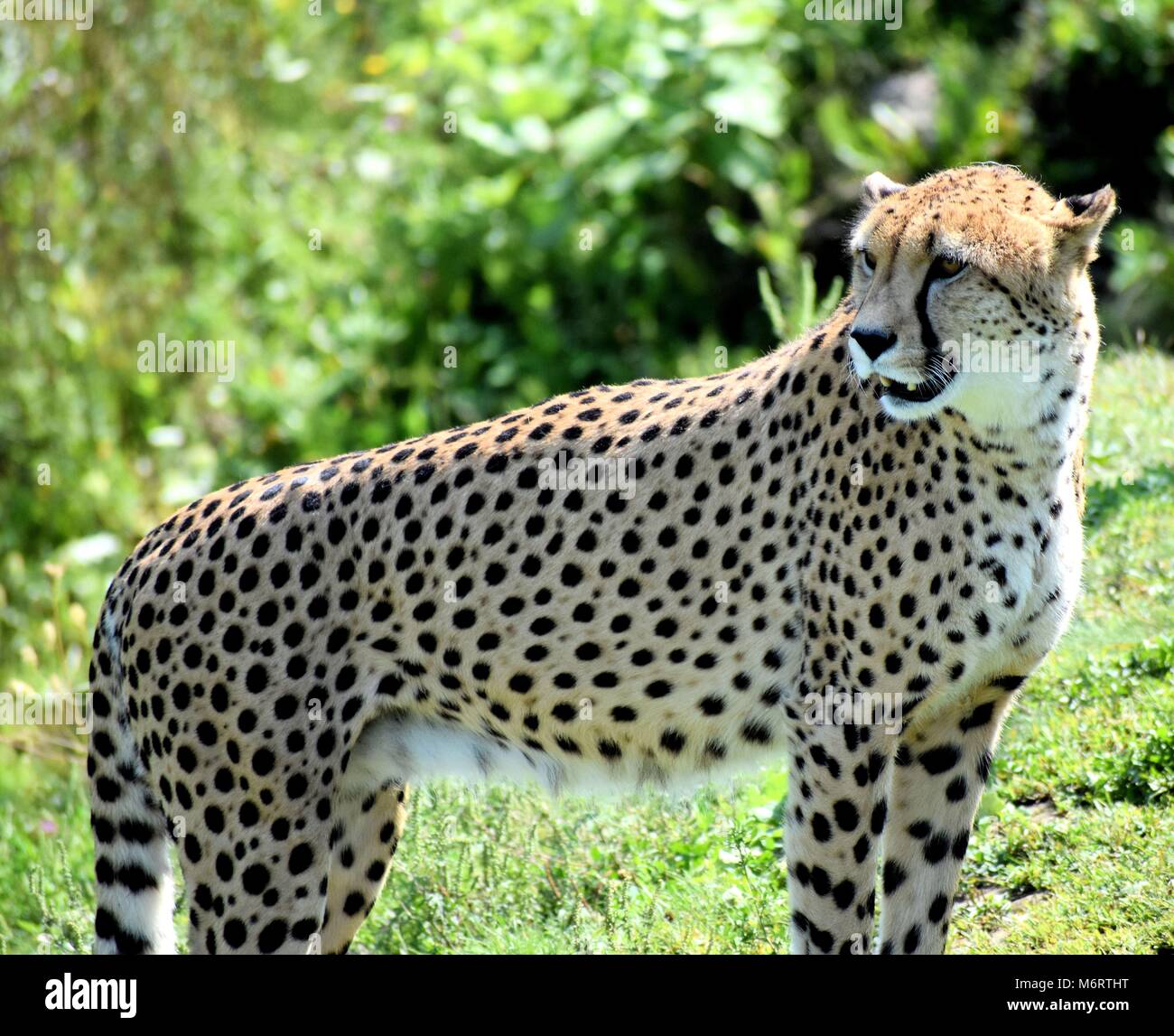 Saint bernard de lacolle Banque de photographies et d’images à haute