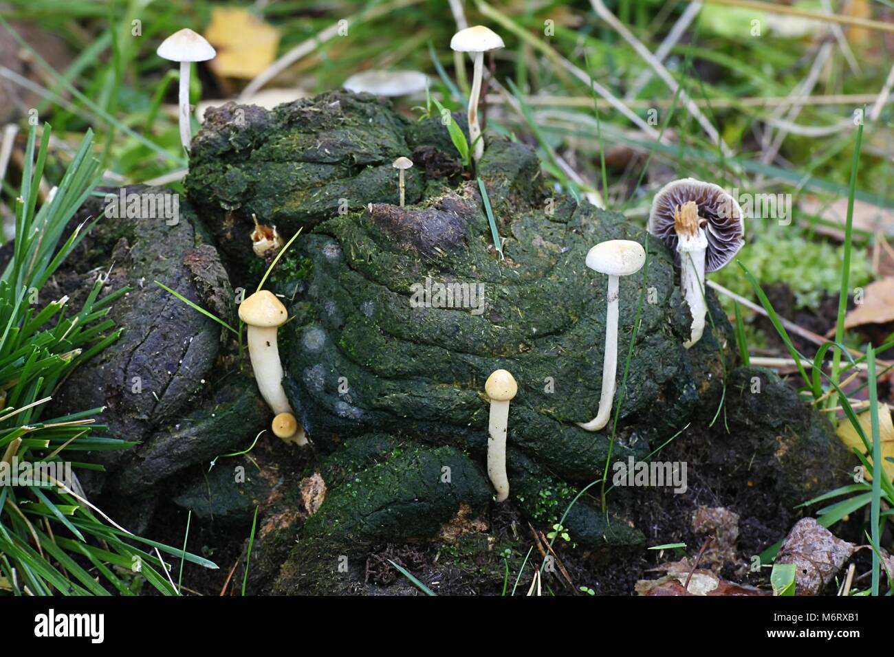 Magic Mushroom, aussi appelé le halfglobe, champignons Psilocybe semiglobata Banque D'Images