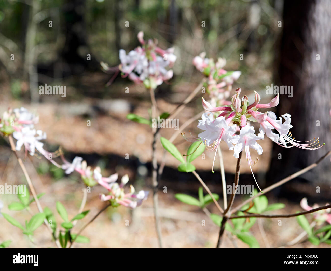 Piémont Azalea rhododendron ou canescens croissant dans le sauvage dans la forêt d'Alabama, USA. Banque D'Images