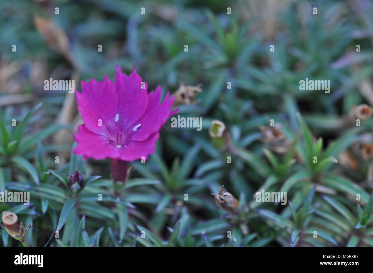 Rainbow Rose, fleur violette fond vert Banque D'Images
