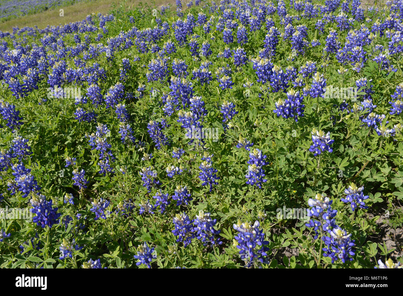 Bluebonnets et indian paintbrush fleurs sauvages Banque D'Images