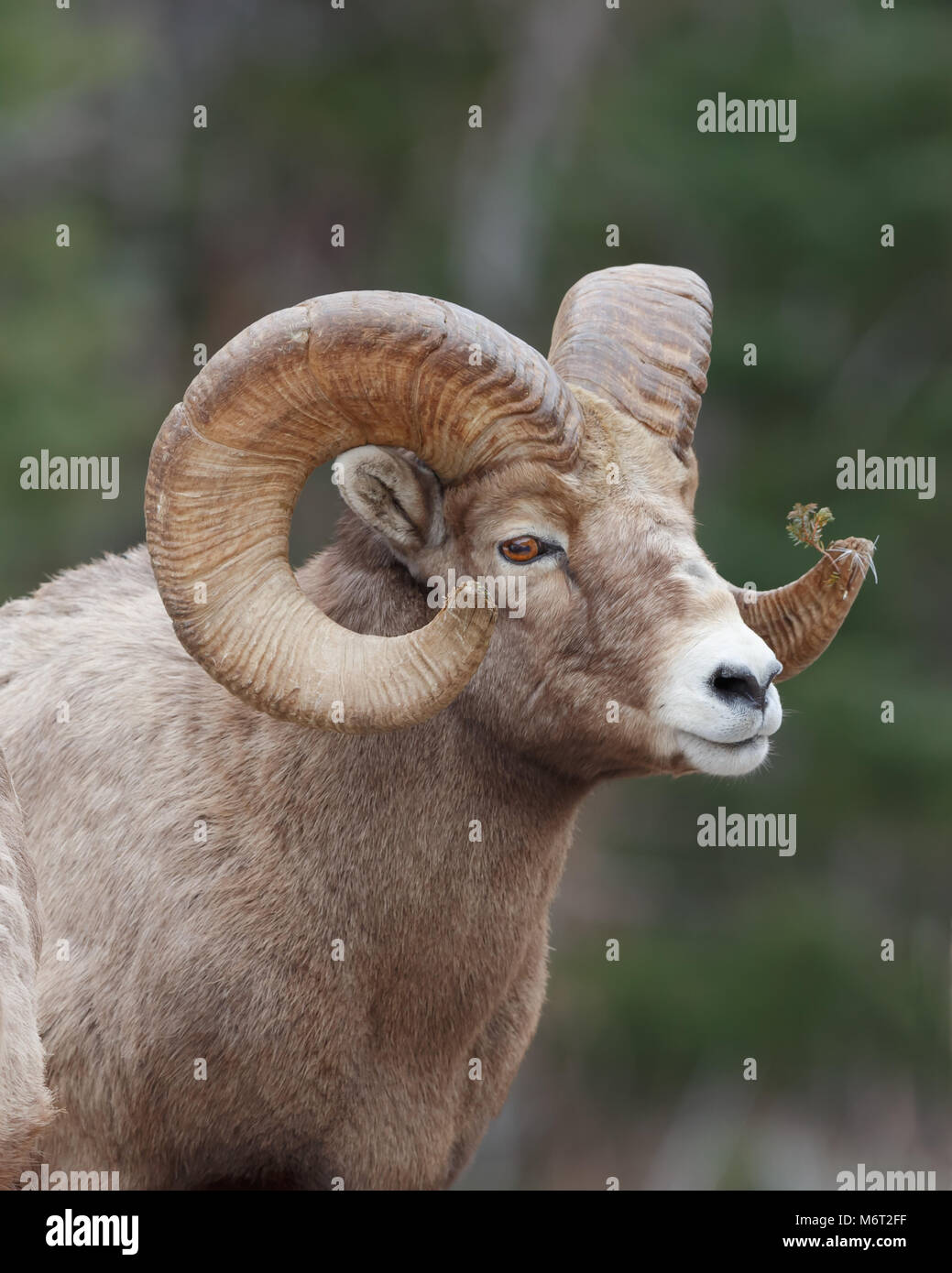 Le mouflon de montagne portrait avec forrest background Banque D'Images