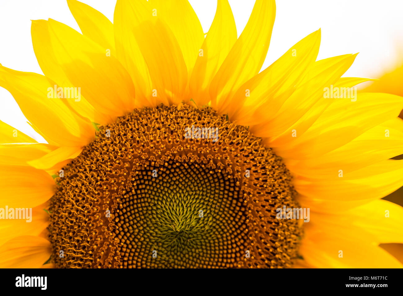 Jardin des tournesols. Le tournesol possède une abondance d'avantages pour la santé. L'huile de tournesol et de promouvoir la santé de la peau améliore la régénération cellulaire. Banque D'Images