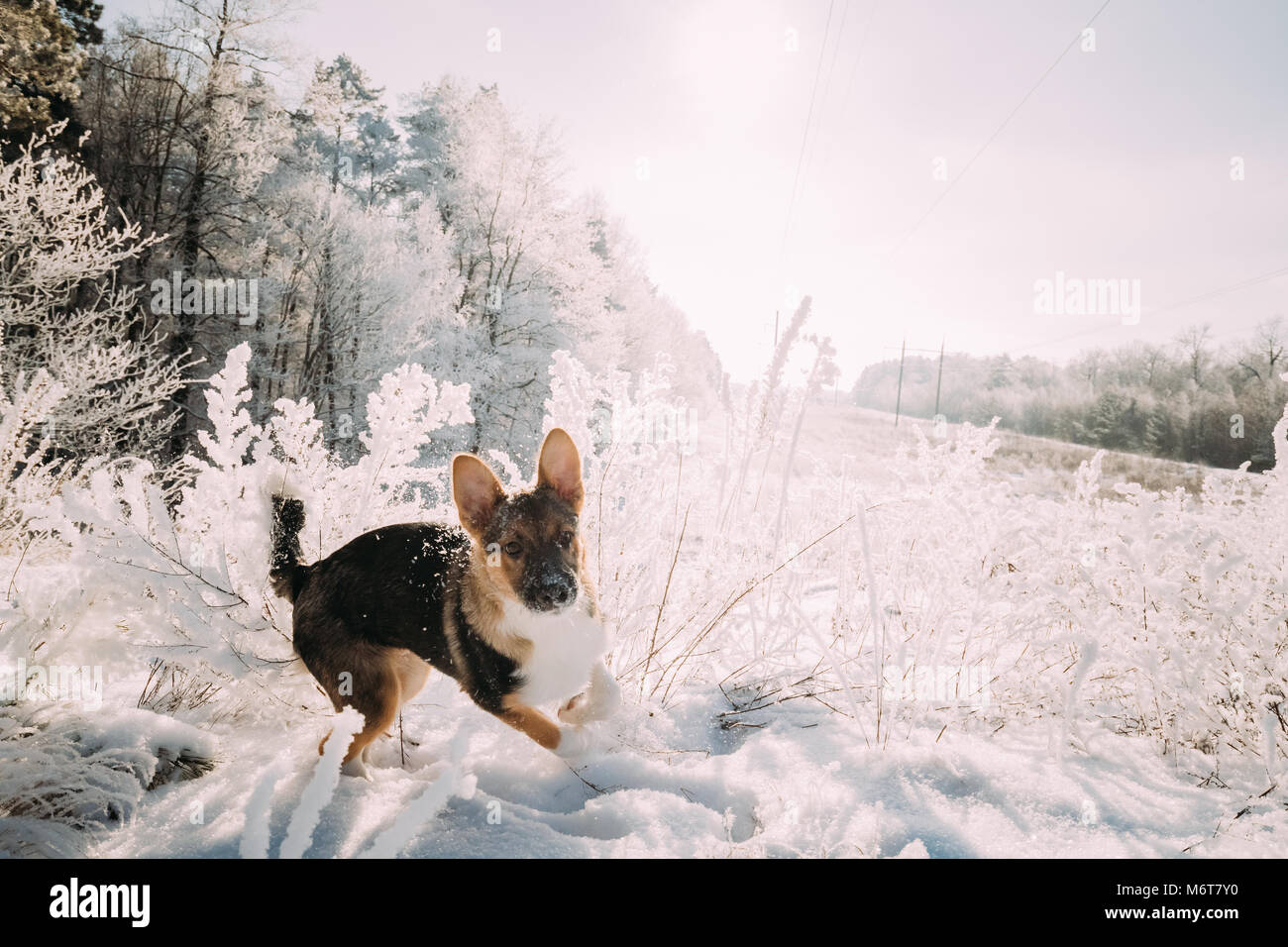 Drôle chiot de race mélangée chien jouant dans la forêt enneigée en hiver 24. Banque D'Images